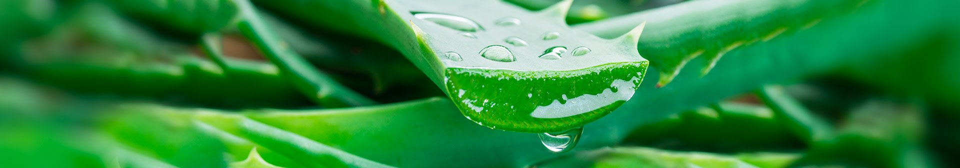 1920x336 Article Header Image desctop