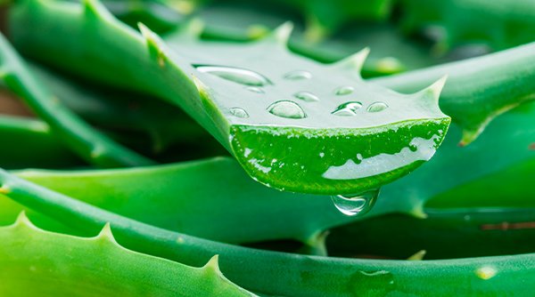 Алоэ вера для кожи лица – польза, свойства, применение сока и экстракта ...
