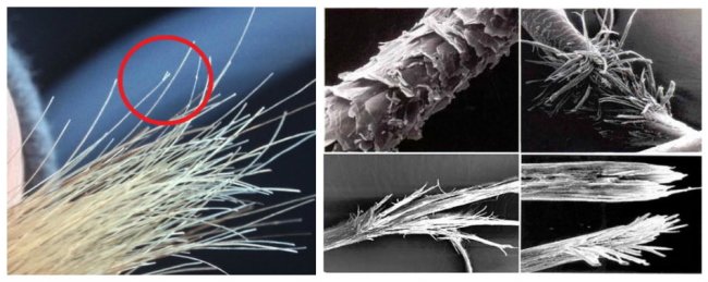 resize sekushiesya volosi pod mikroskopom