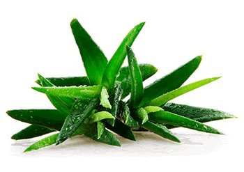 Ингредиенты Garnier Алоэ Вера