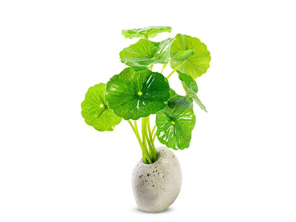 Центелла азиатская [centella asiatica] в косметике для кожи лица