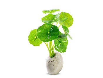 aziatskaya centella 1