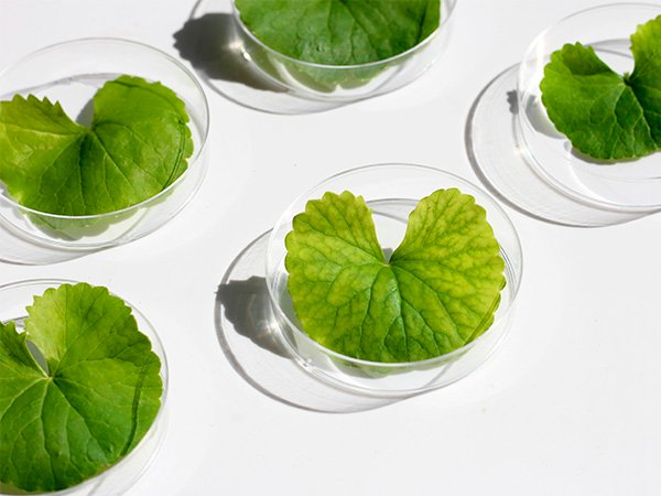 Центелла азиатская [centella asiatica] в косметике для кожи лица