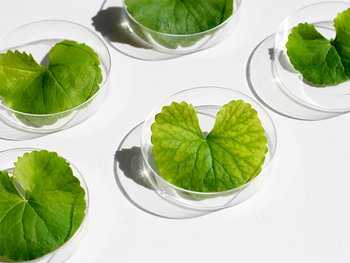 aziatskaya centella 5