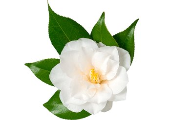 Ингредиенты Garnier Камелия