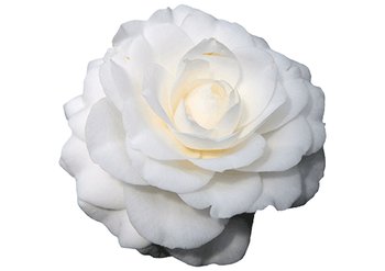 Ингредиенты Garnier Камелия