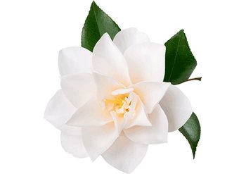 Ингредиенты Garnier Камелия