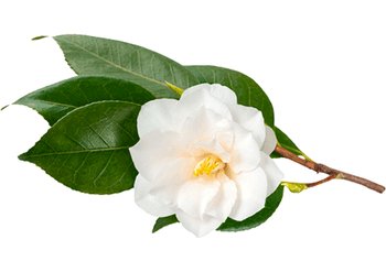 Ингредиенты Garnier Камелия