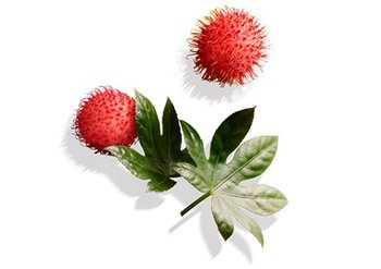 Ингредиенты Garnier Касторовое Масло