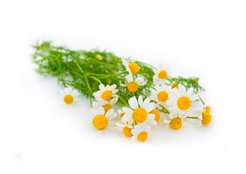 Ингредиенты Garnier Ромашка