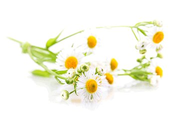 Ингредиенты Garnier Ромашка