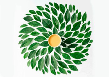 Ингредиенты Garnier Зеленый Чай