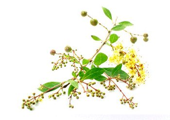 Ингредиенты Garnier Хна