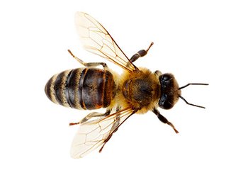 Ингредиенты Garnier Маточное молочко