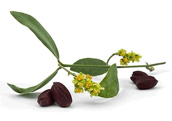 Ингредиенты Garnier Жожоба