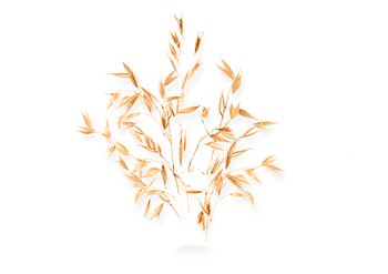 Ингредиенты Garnier Овес