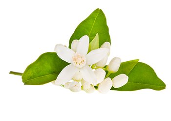 Ингредиенты Garnier Цветки Апельсина