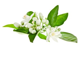 Ингредиенты Garnier Цветки Апельсина