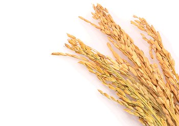 Ингредиенты Garnier Рис