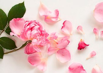 Ингредиенты Garnier Роза