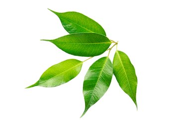 Ингредиенты Garnier Масло чайного дерева