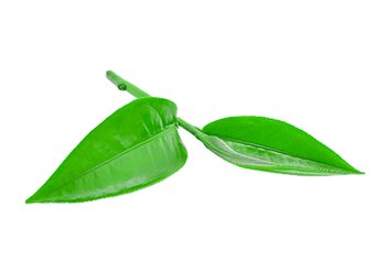 Ингредиенты Garnier Масло чайного дерева