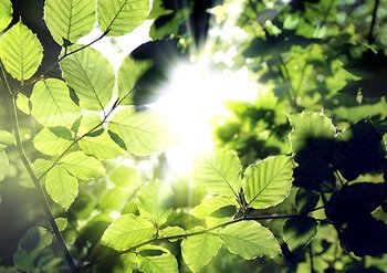 Garnier заботится о природе